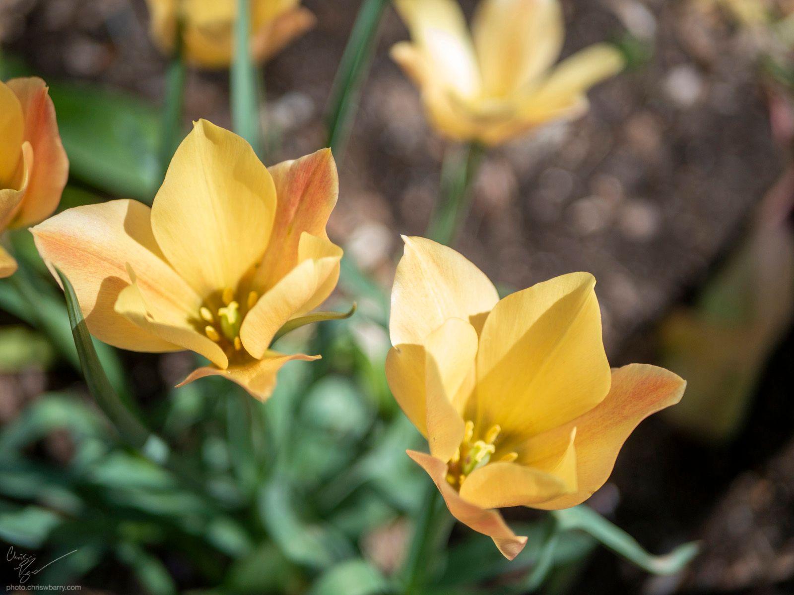 5-3-20: Yellow Tulip