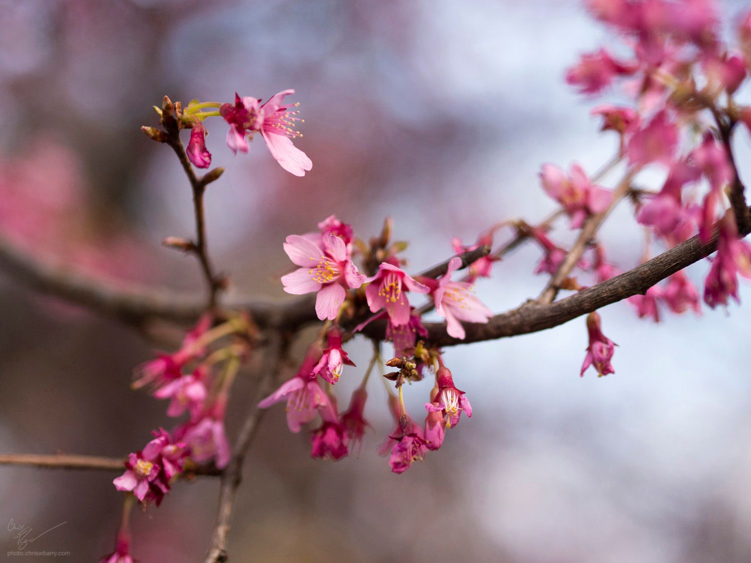 3-21-23: Cherry Blossoms