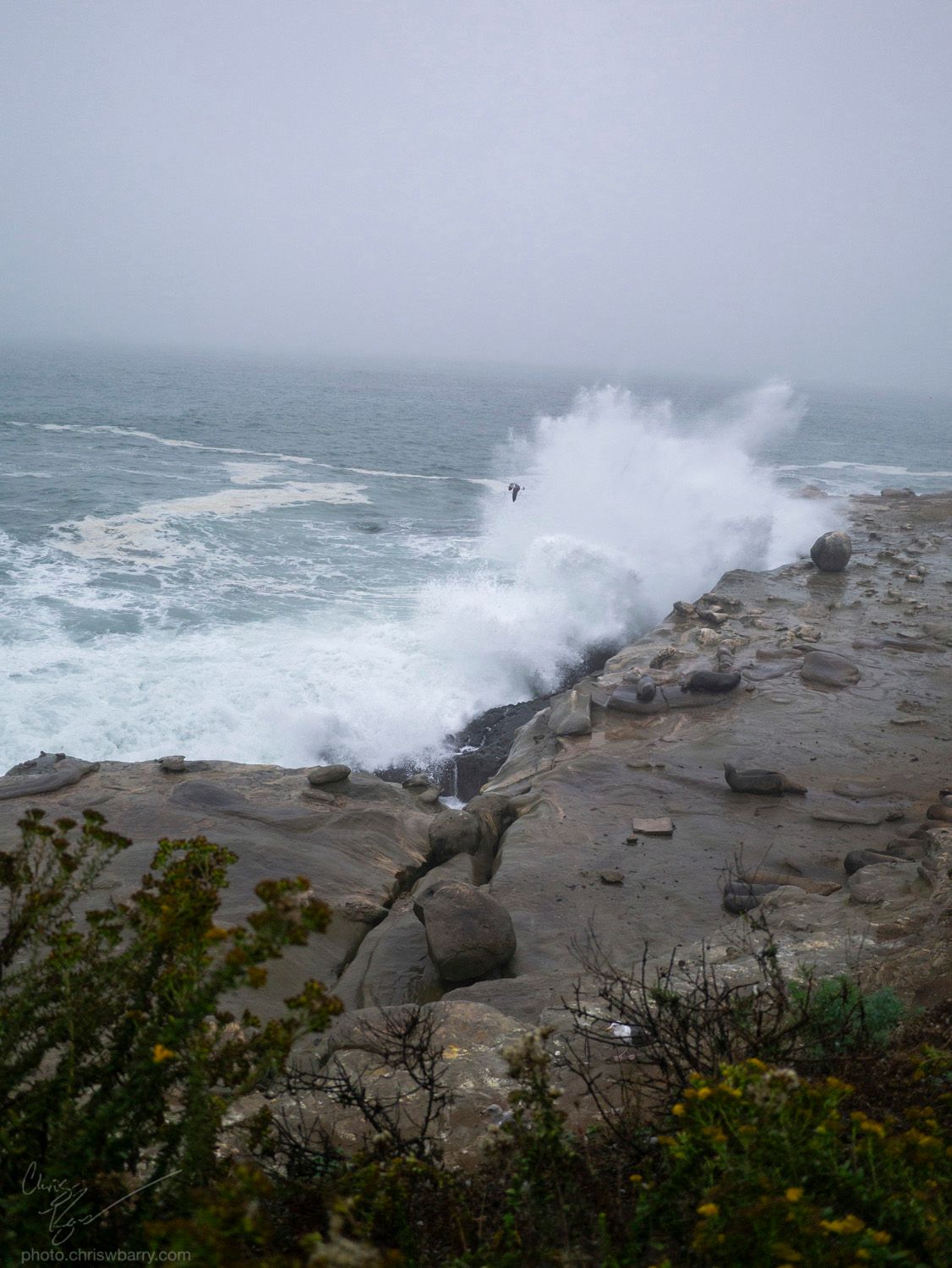 A photo of spray from waves crashing on a rocky shoreline. In the foreground, sea lions that are a similar brown to the rocks