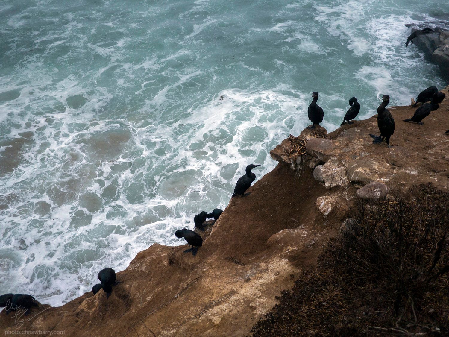 About 11 entirely black cormorants at the edge of a bare dirt cliff. Behind them is foam from a wave that has just crashed